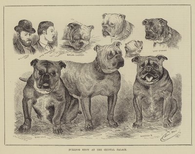 Exposition de bulldogs au Crystal Palace - Louis Wain